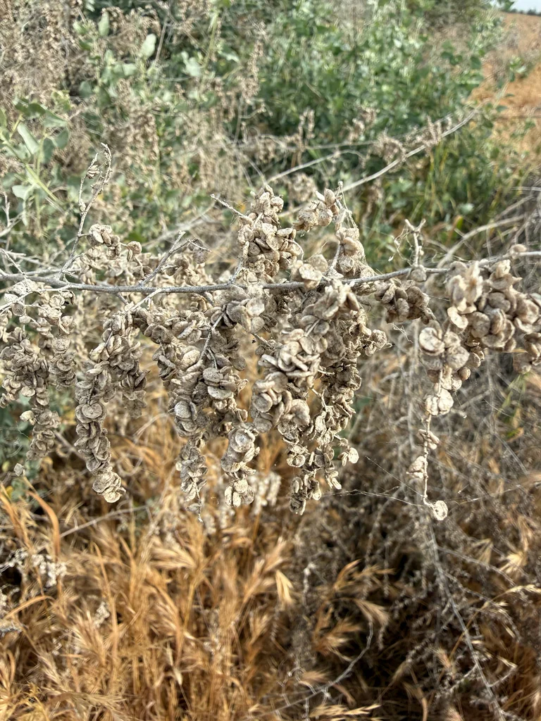 Atriplex Lentiformis
