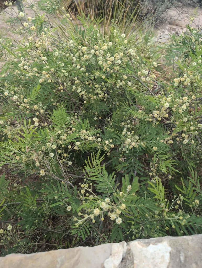 Acacia Berlandieri
