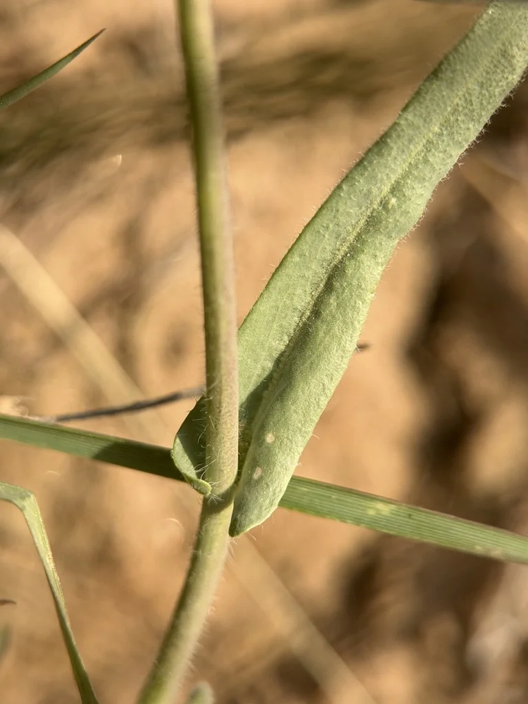 Boechera Sparsiflora
