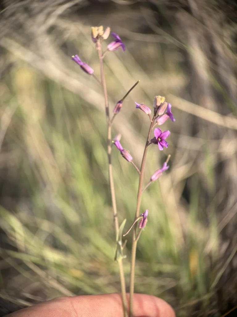 Boechera Sparsiflora