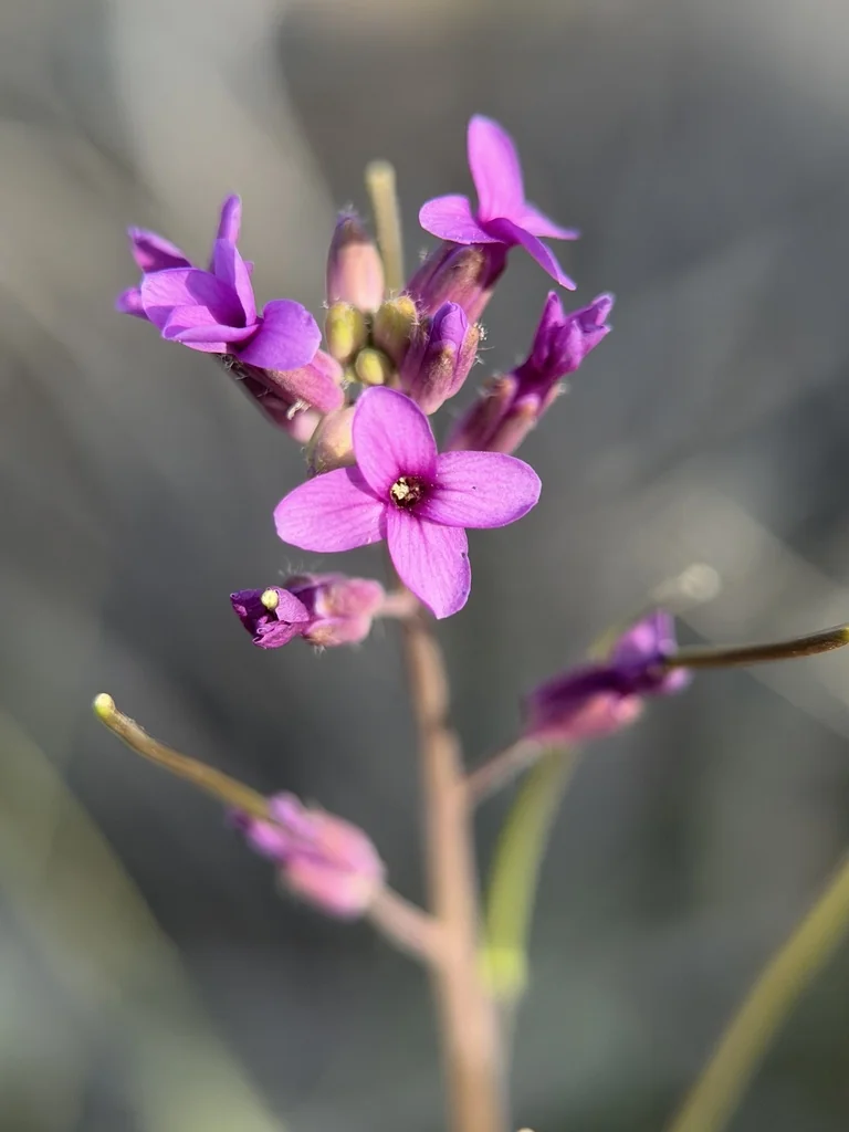 Boechera Sparsiflora