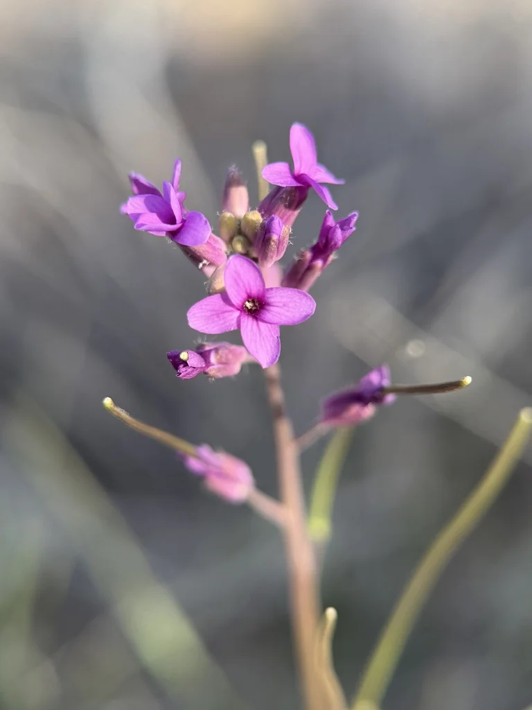 Boechera Sparsiflora