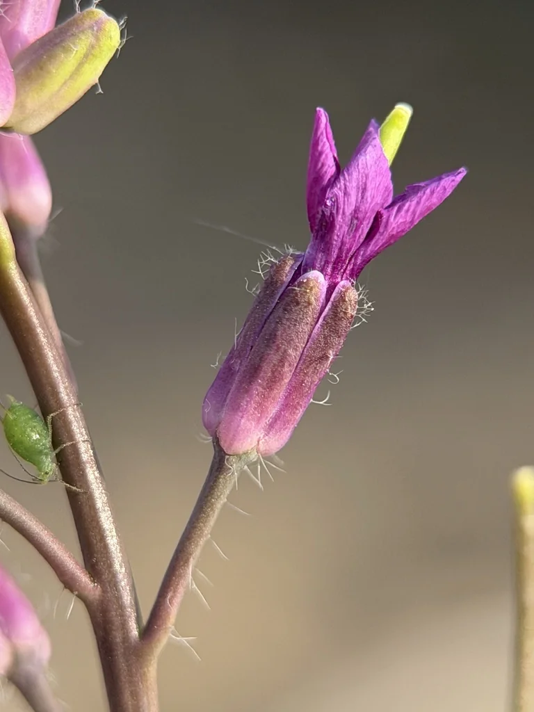 Boechera Sparsiflora