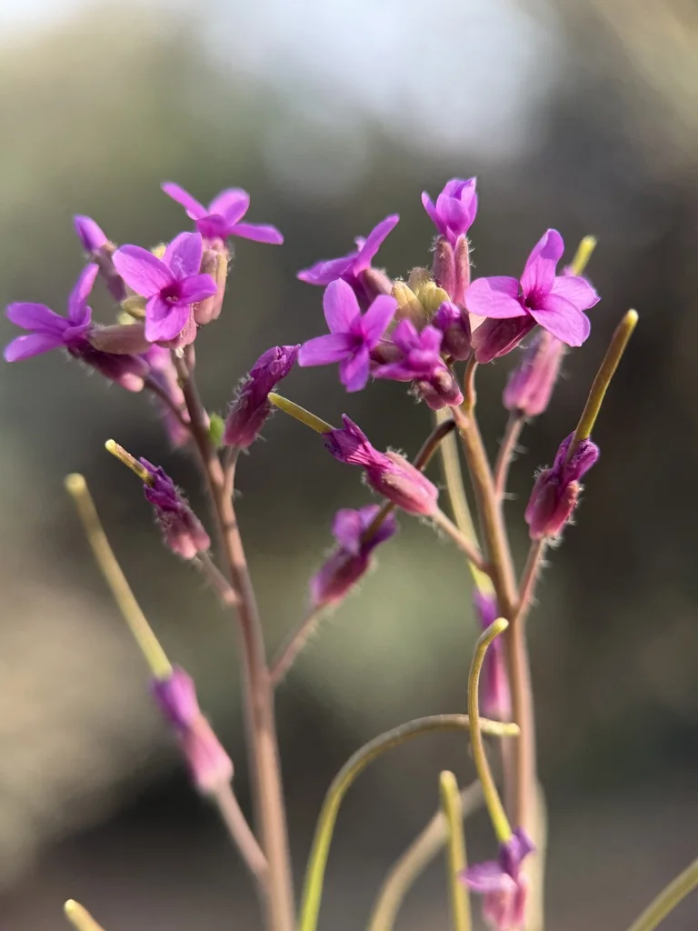 Boechera Sparsiflora
