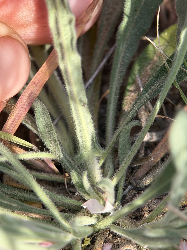 Boechera Sparsiflora