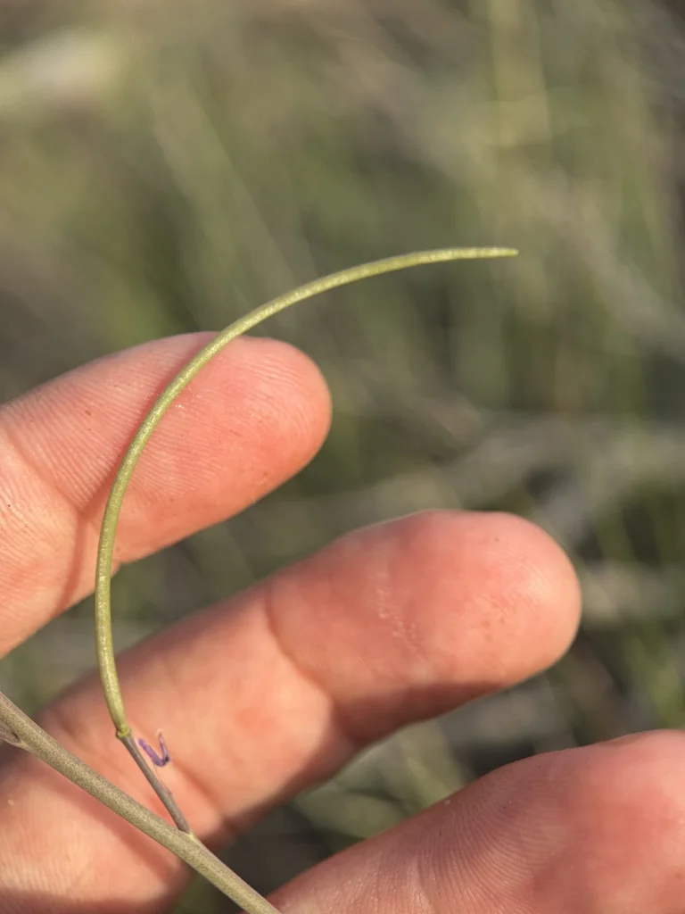 Boechera Sparsiflora