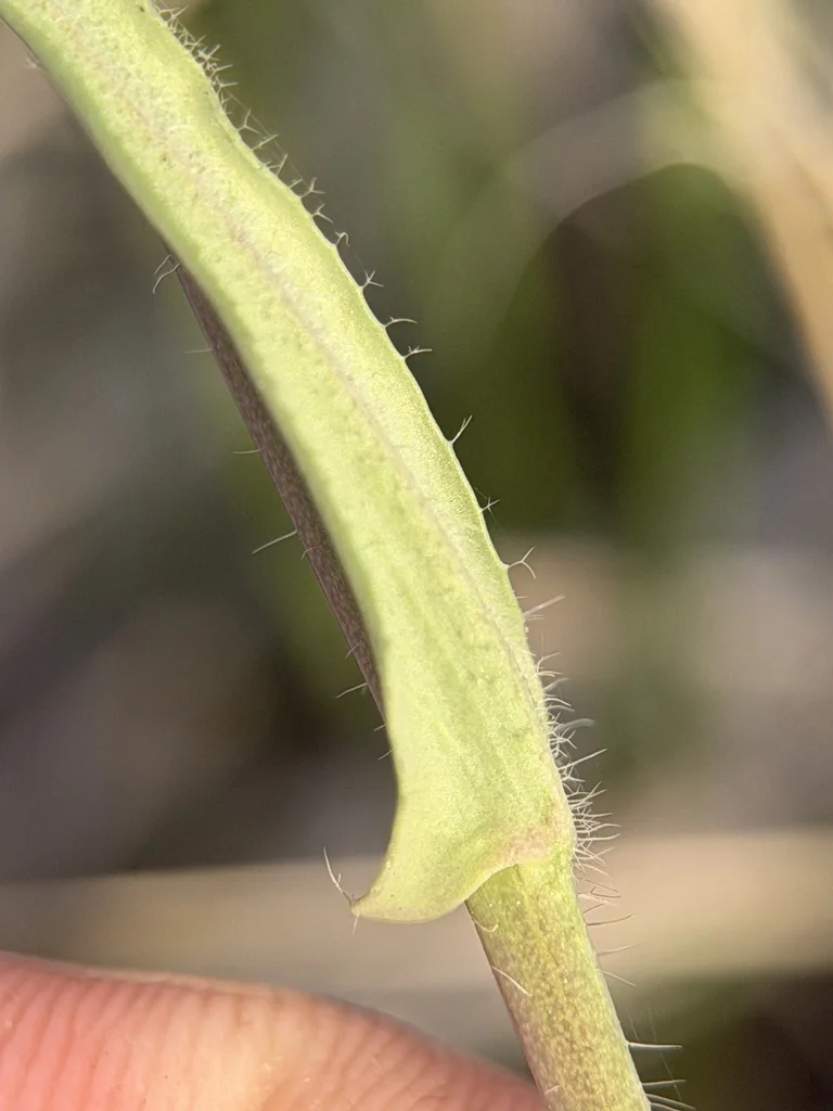 Boechera Sparsiflora