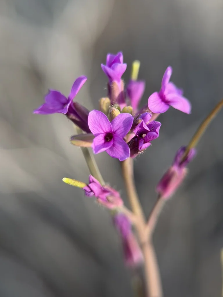 Boechera Sparsiflora