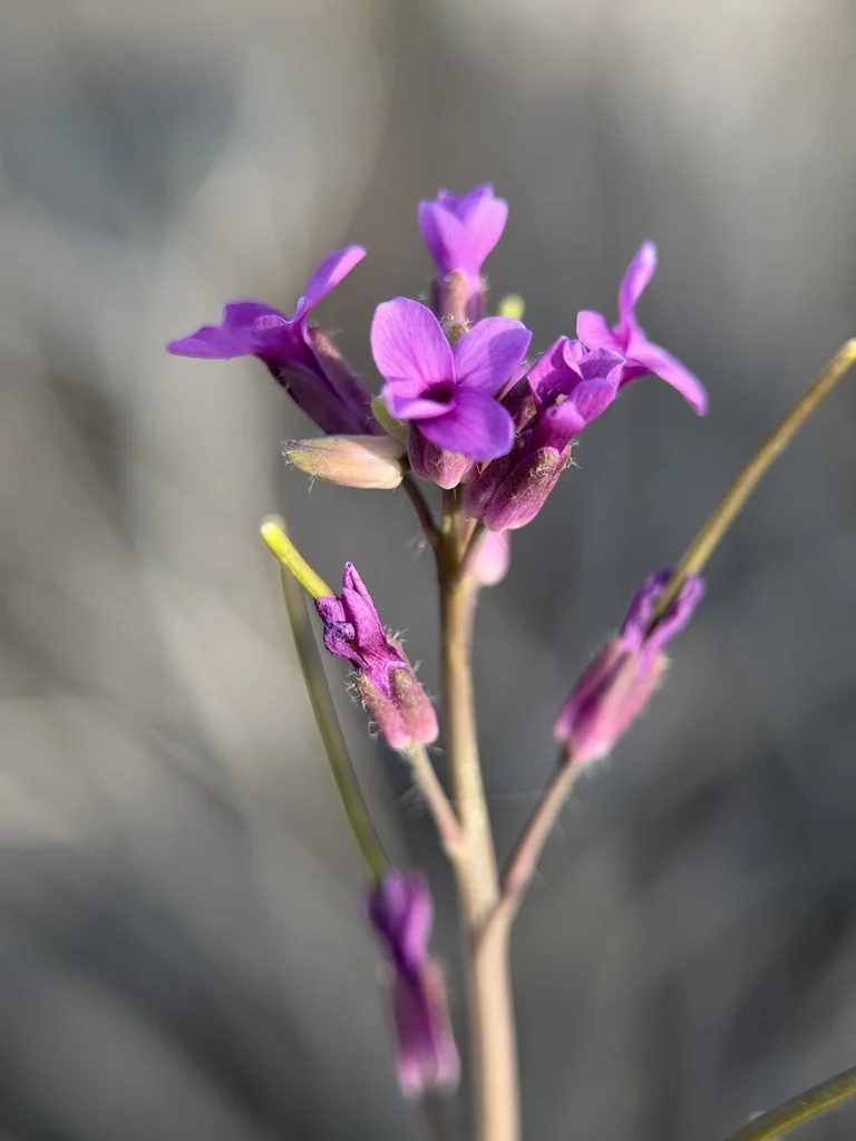 Boechera Sparsiflora