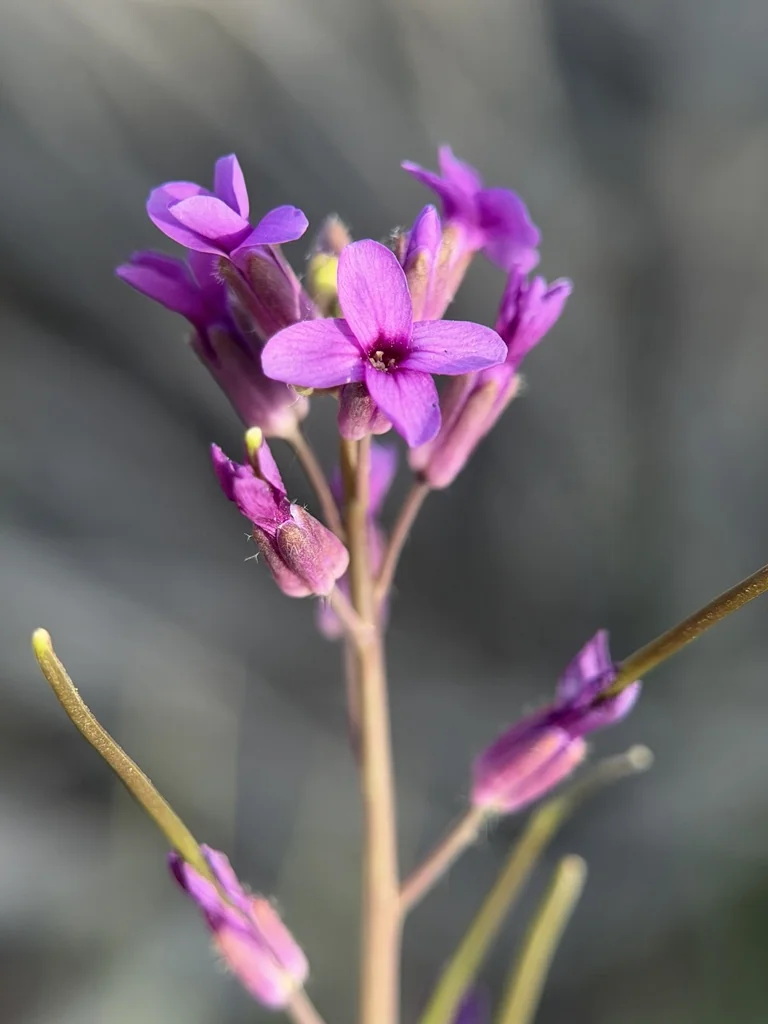 Boechera Sparsiflora