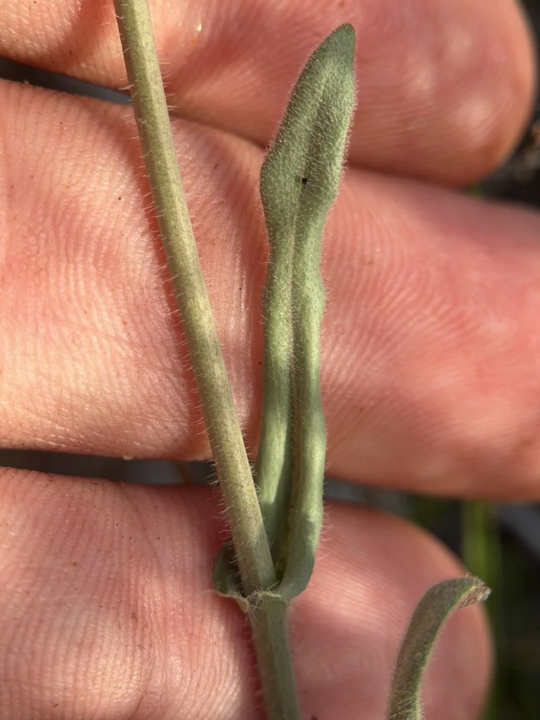 Boechera Sparsiflora