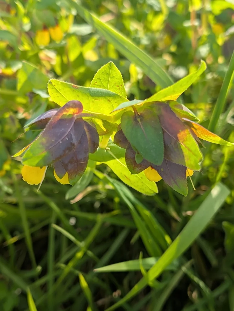 Cerinthe Major