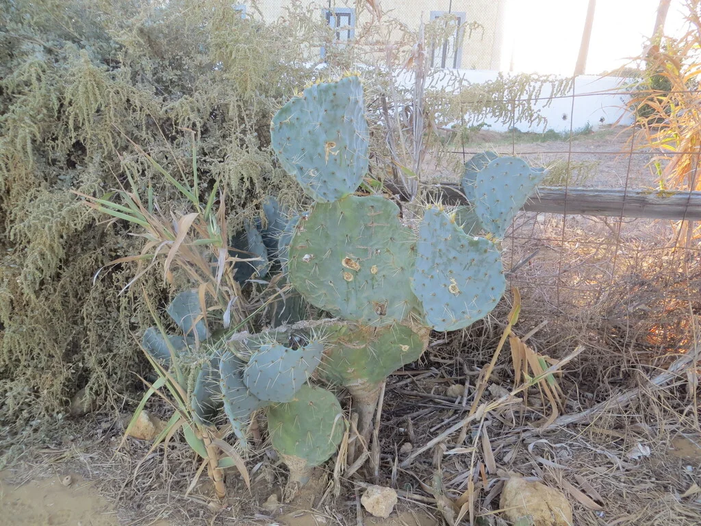 Opuntia Robusta