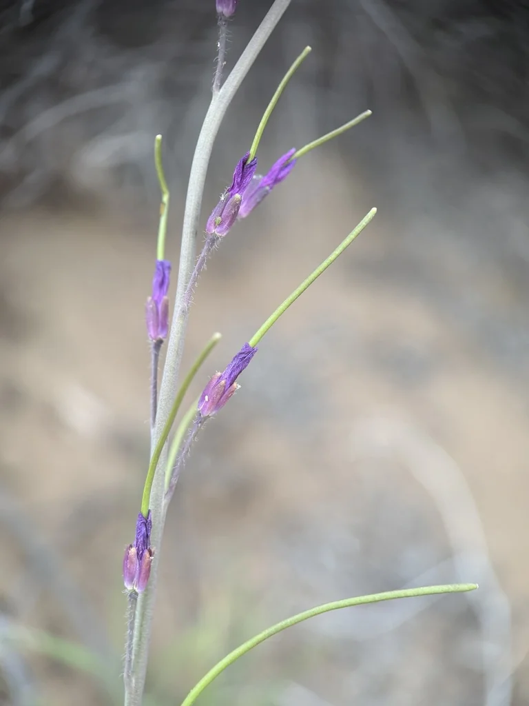 Boechera Sparsiflora
