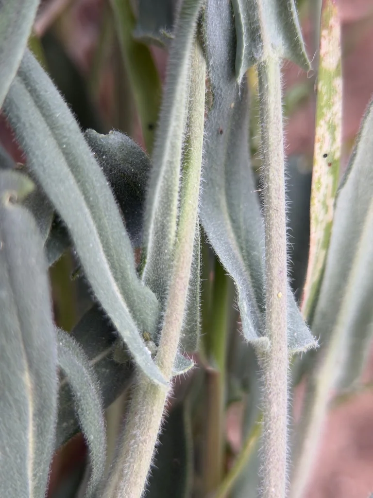 Boechera Sparsiflora