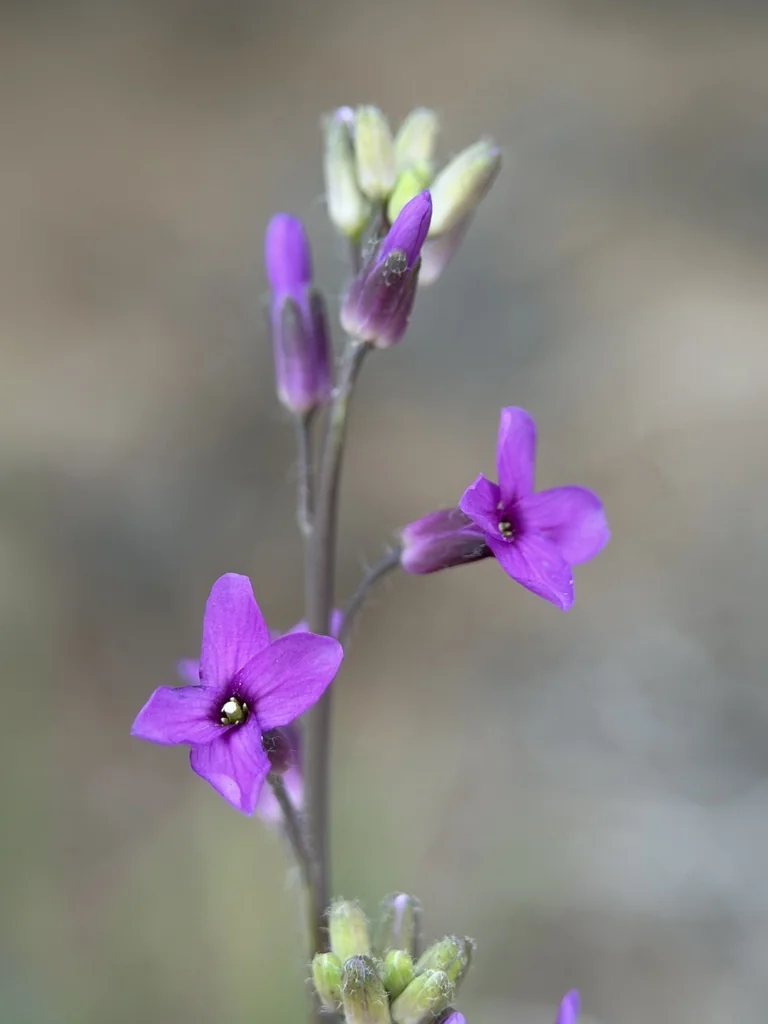 Boechera Sparsiflora