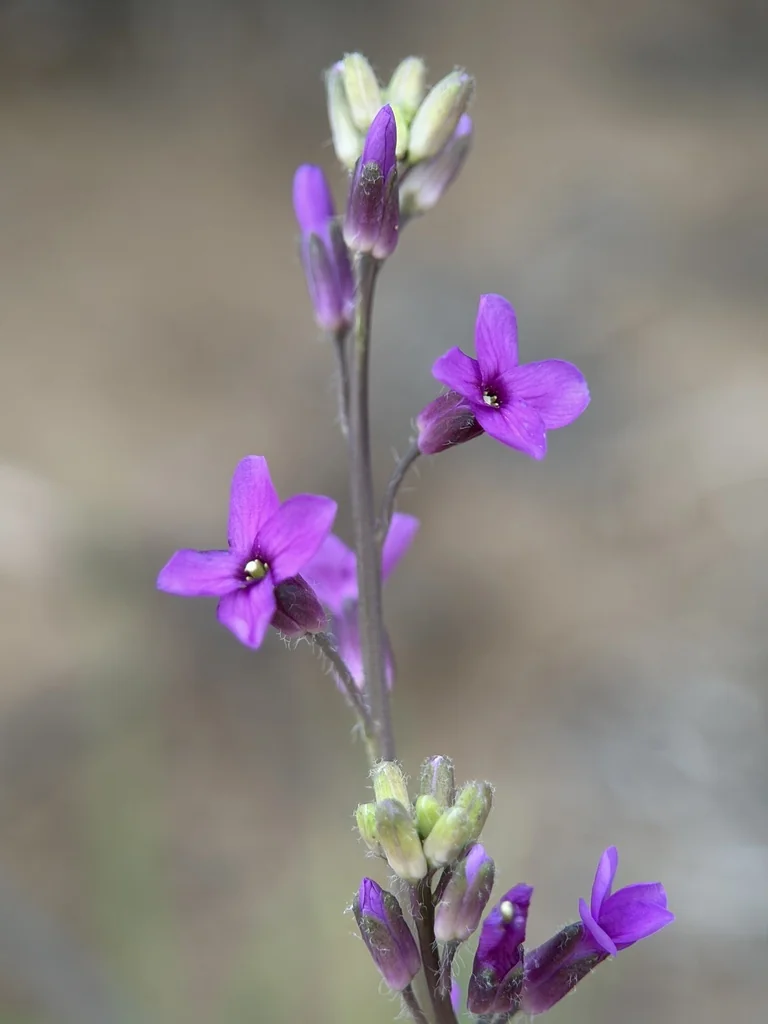 Boechera Sparsiflora