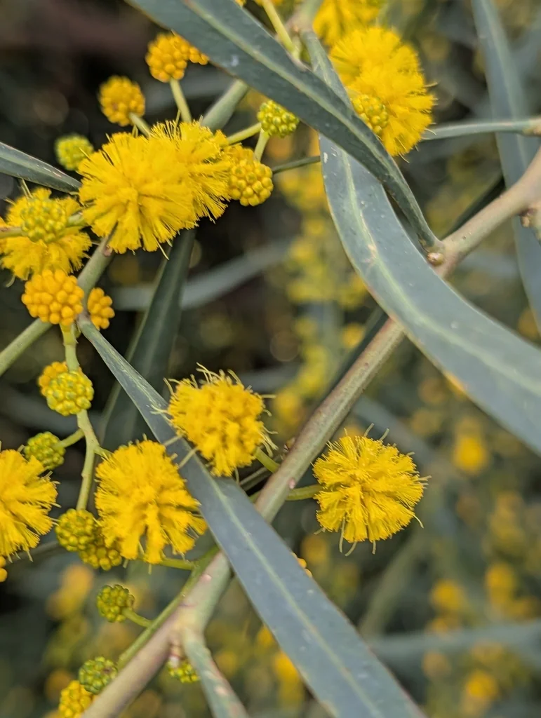 Acacia Saligna