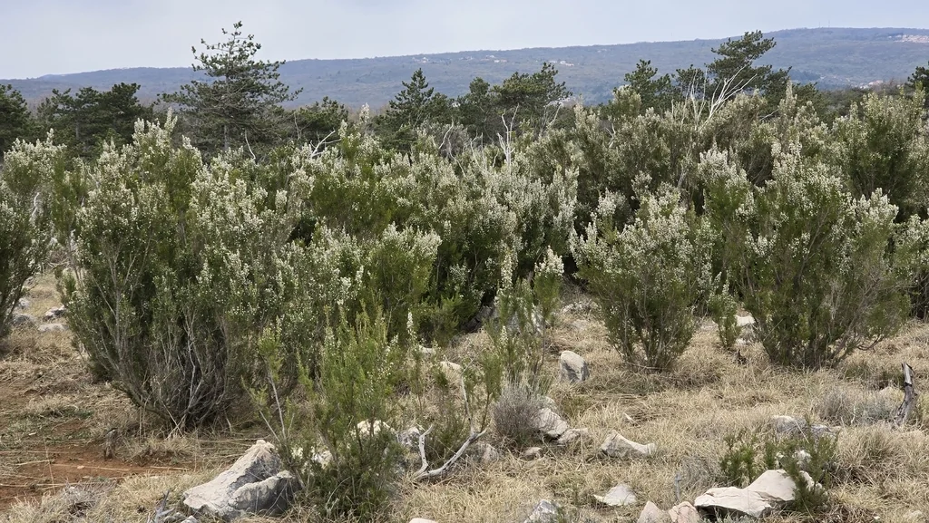 Erica Arborea