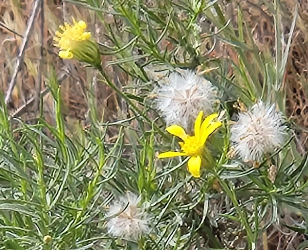 Ericameria Linearifolia