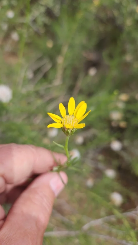 Ericameria Linearifolia