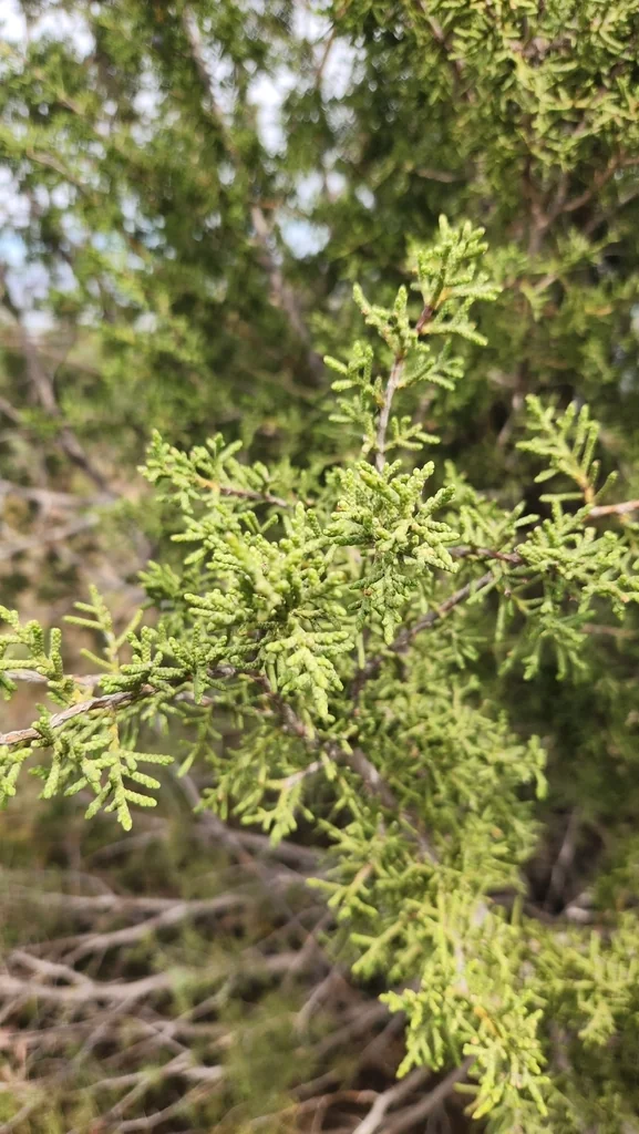 Juniperus Californica