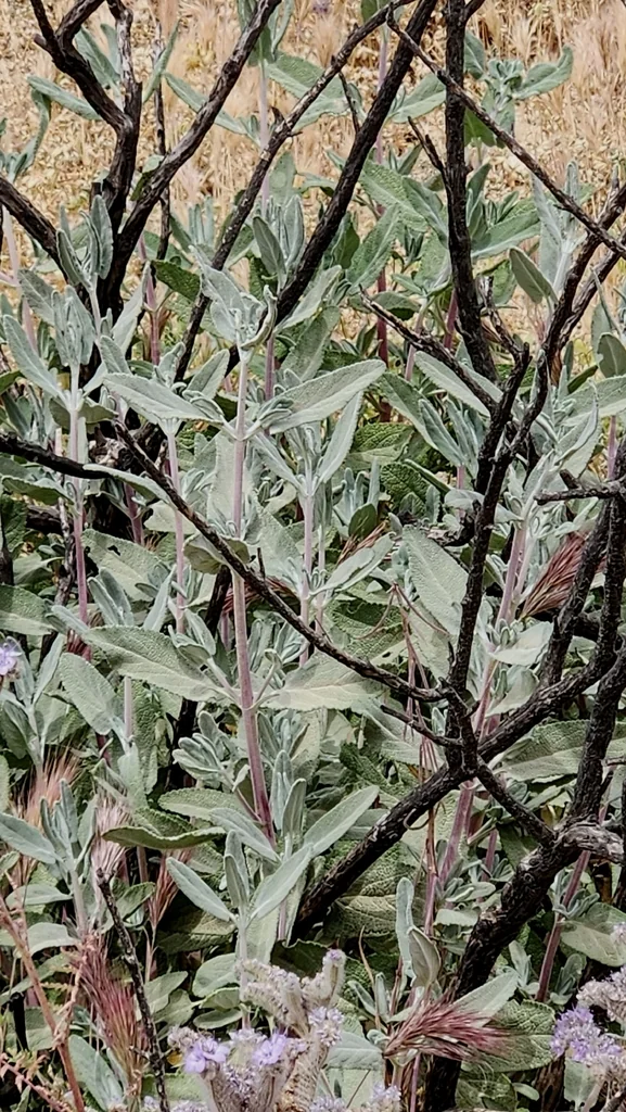 Salvia Leucophylla