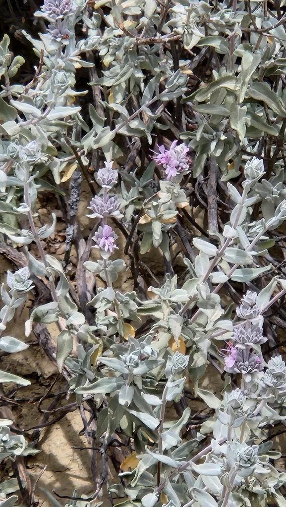 Salvia Leucophylla