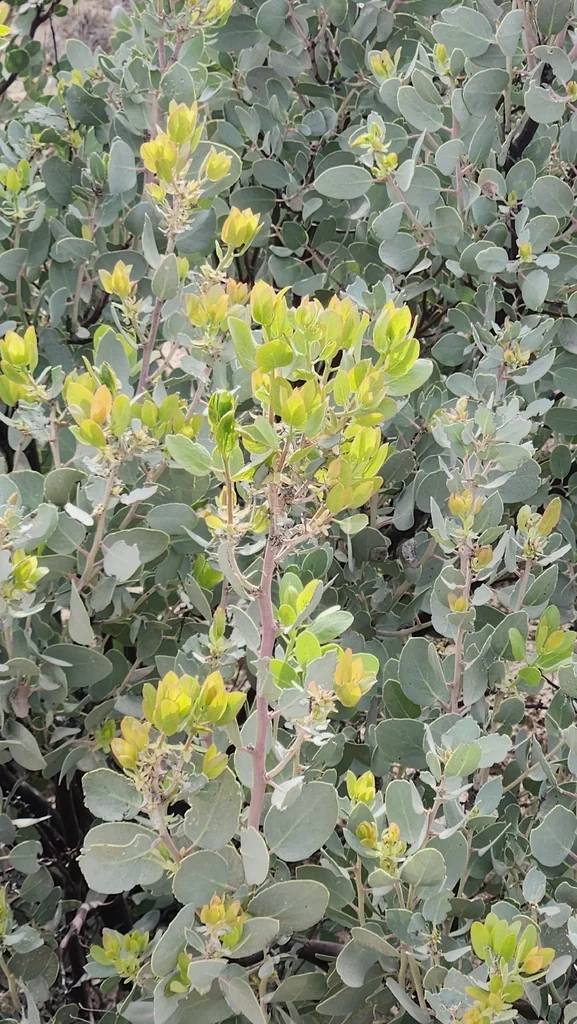 Arctostaphylos Glauca
