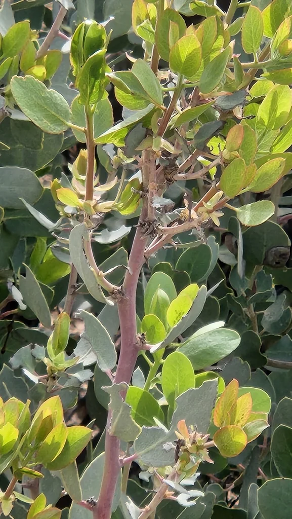 Arctostaphylos Glauca