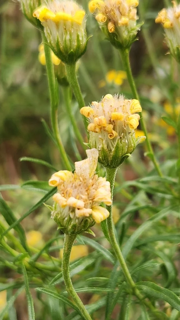 Ericameria Linearifolia