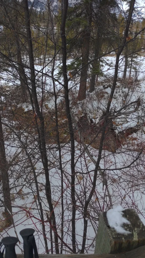 Betula Occidentalis