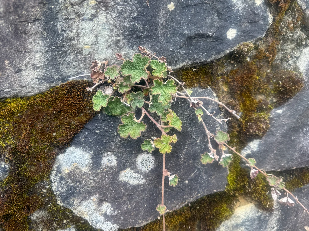 Rubus Pentalobus