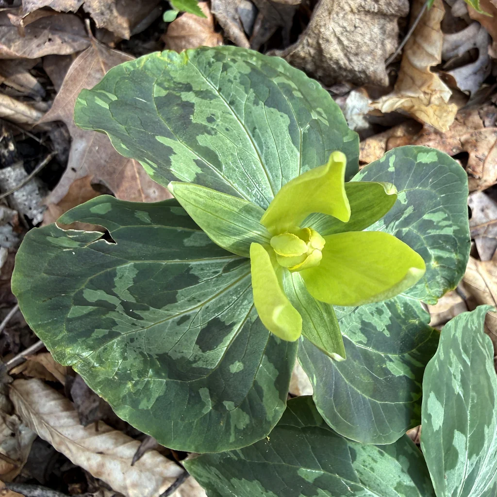 Trillium Luteum