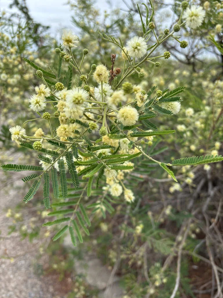 Acacia Berlandieri