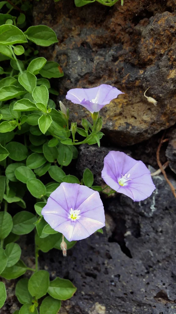 Convolvulus Sabatius