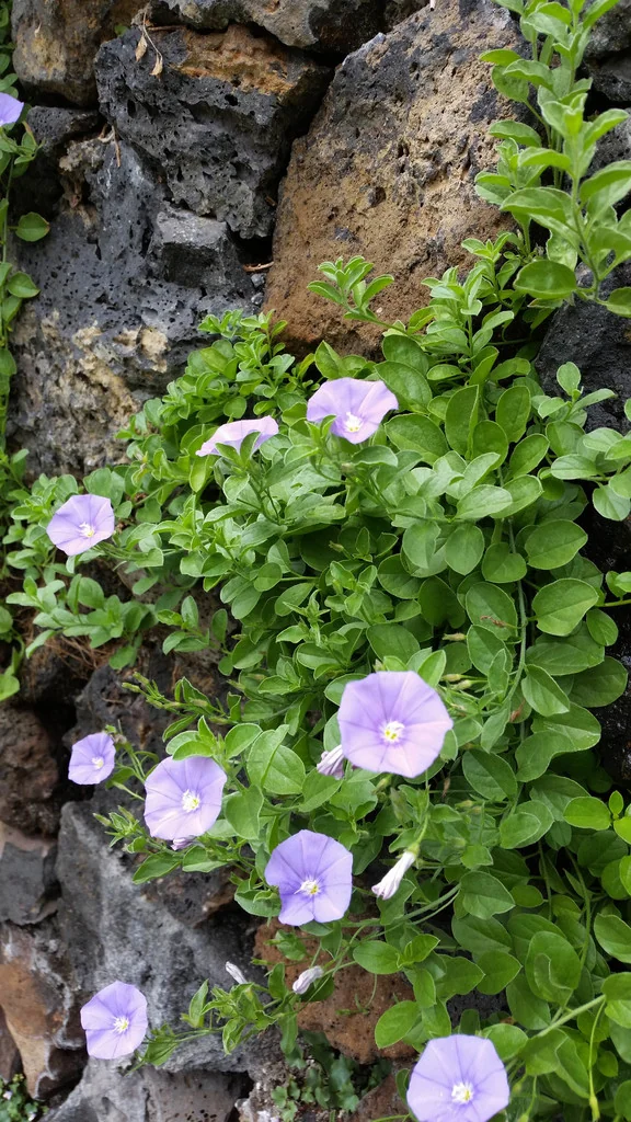 Convolvulus Sabatius