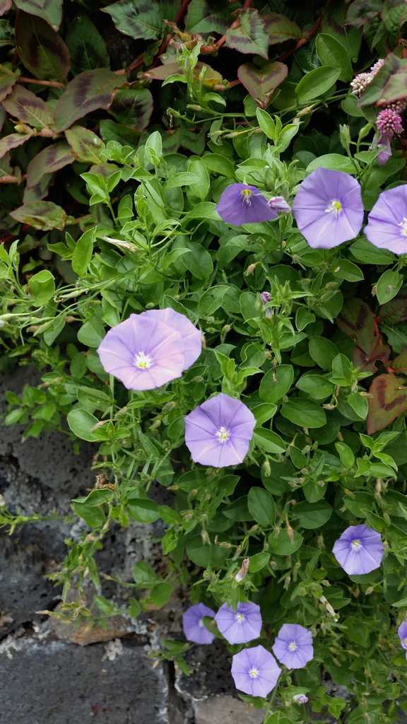 Convolvulus Sabatius