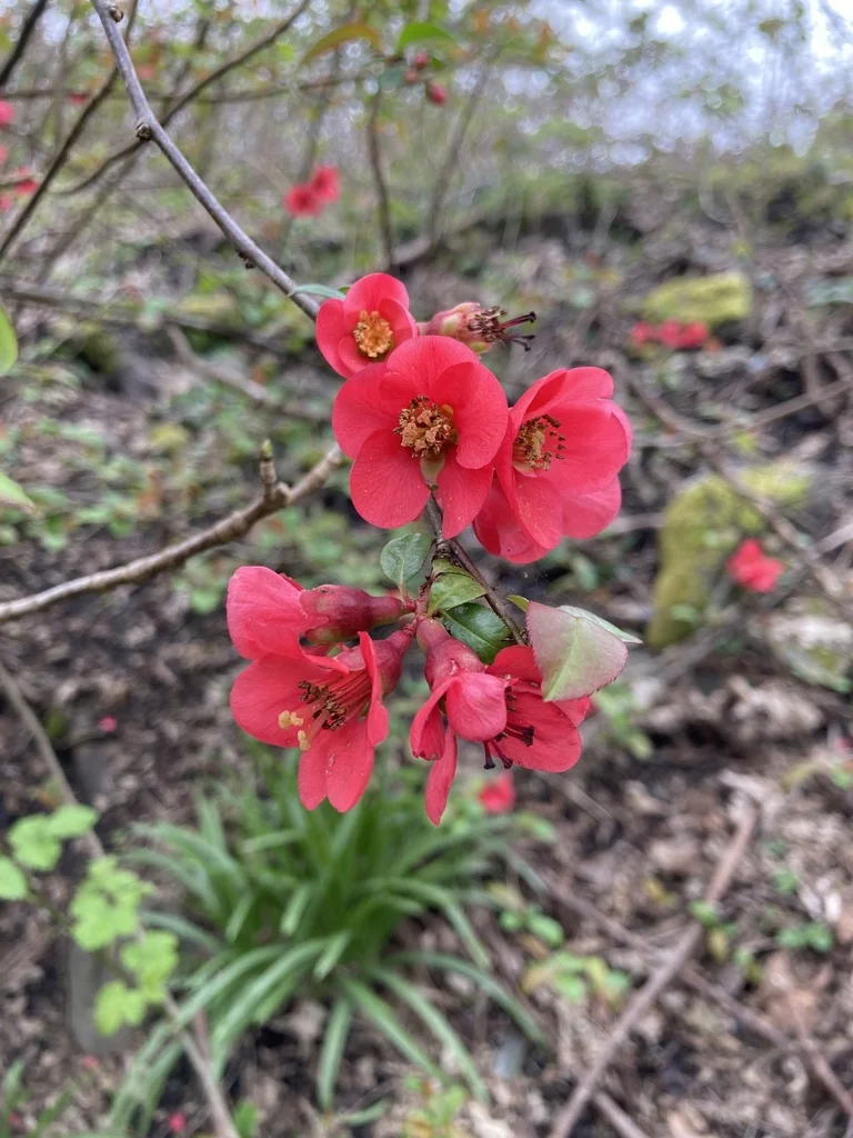 Chaenomeles speciosa