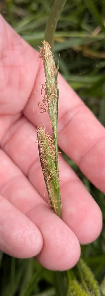 Carex Cherokeensis
