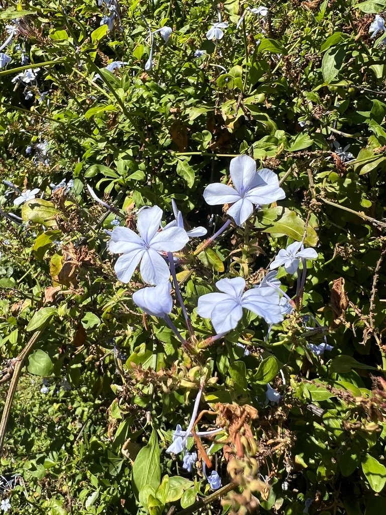 Plumbago Auriculata