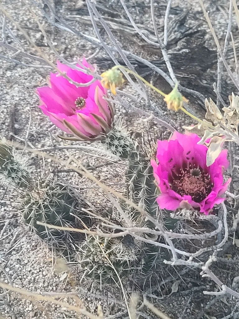 Echinocereus Fasciculatus