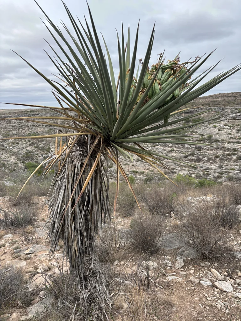 Yucca Torreyi