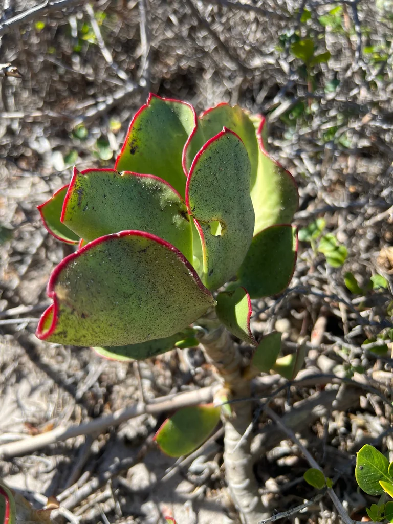 Cotyledon Orbiculata