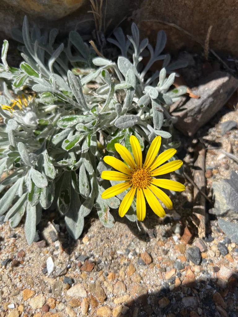 Gazania Rigens