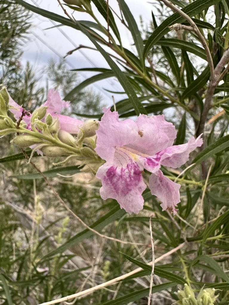 Chilopsis Linearis