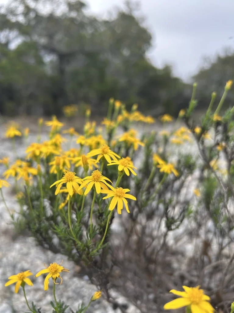 Chrysactinia Mexicana