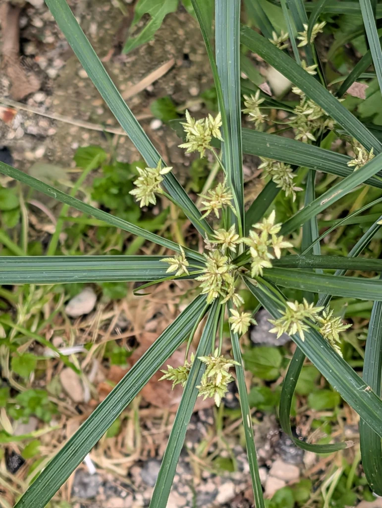 Cyperus Alternifolius