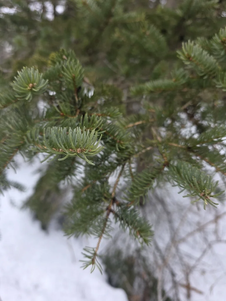 Picea Glauca