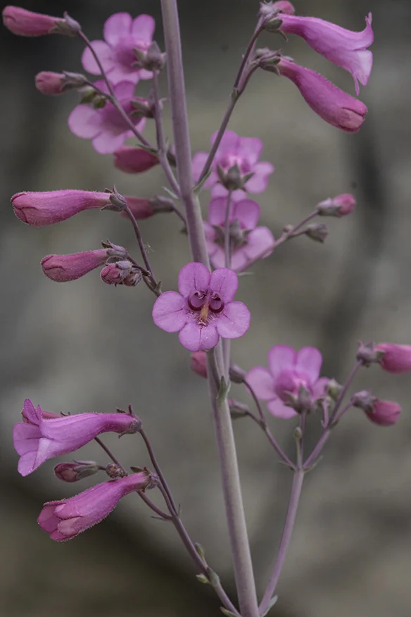 Penstemon Parryi